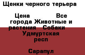 Щенки черного терьера › Цена ­ 35 000 - Все города Животные и растения » Собаки   . Удмуртская респ.,Сарапул г.